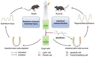 Disulfiram Protects Against Radiation-Induced Intestinal Injury in Mice